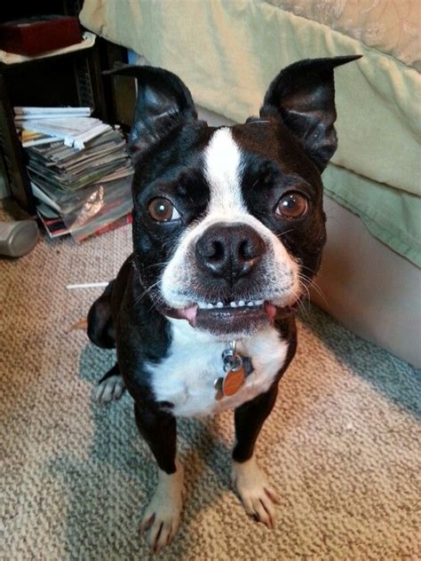 Caught His Funny Face Lol Candice G Thats My Boy Boston Terrier