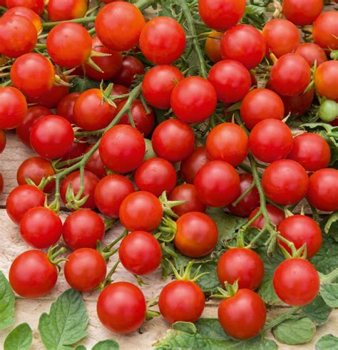 Tomato ‘cerise 20 Seeds Solanum Lycopersicum Vegetable Heirloom