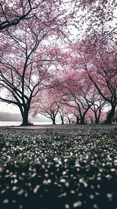 Sakura Tree Blooming Flowering Flowers Trees Hd Phone Wallpaper