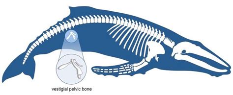 9 Best Vestigial Limb Images On Pinterest Evolution Baleen Whales