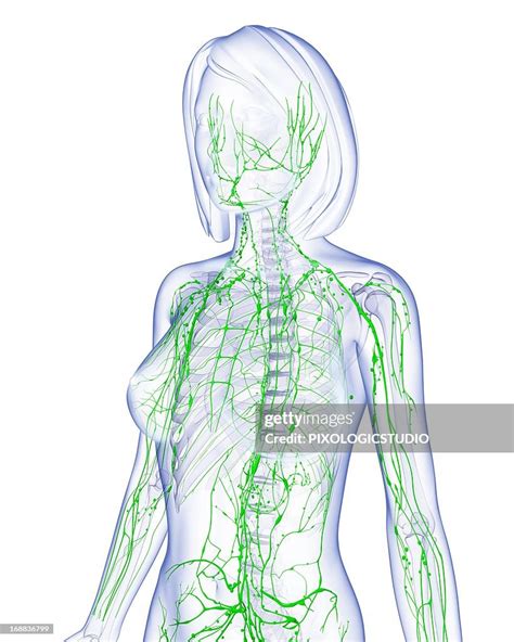 Female Lymphatic System Artwork High Res Vector Graphic Getty Images