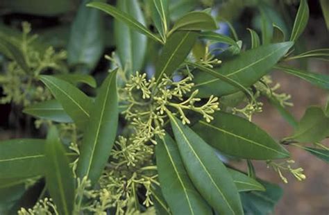 There is even an american tea olive, called devilwood, osmanthus americanus. Devilwood - Tree selection - Landscape plants - Edward F ...