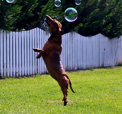 Free Images Sport Puppy Animal Canine Jump Pet Action Leap
