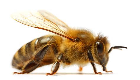 Bees And Wasps 101 Identifying Stinging Insects Graduate Pest Solutions
