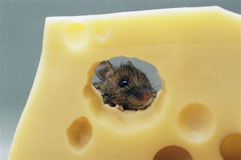 A Mouse Eating Swiss Cheese License Images StockFood