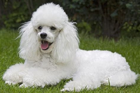 Poodle History Personality Appearance Health And Pictures