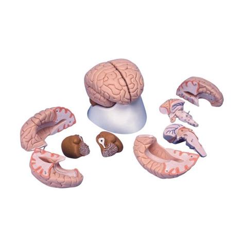 Human Brain Model 8 Parts Manufacturers Suppliers And Exporters In