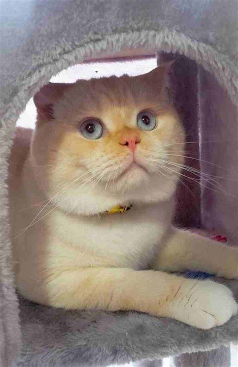 Adopted Persian Scottish Fold Mix Cat In Edmonton Ab Meet Yuki