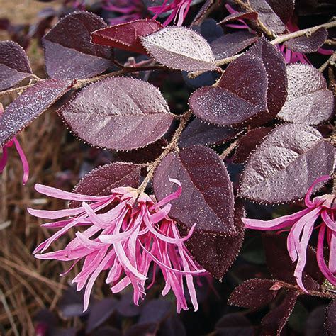 Crimson Fire Loropetalum For Sale Online The Tree Center