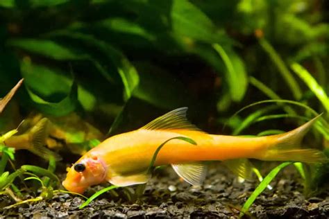 Golden Chinese Algae Eater Size Tank Breeding And Care Guide