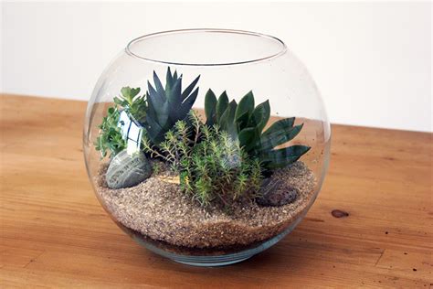 Many require too much sunlight or grow too large. Choosing the Best Plants for Your Terrarium - Quiet Corner