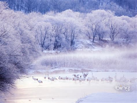 Snow Red Crowned Crane 2013 Bing Theme Widescreen