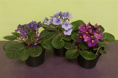 African Violet Plant In Philadelphia Pa Philadelphia Flower Market
