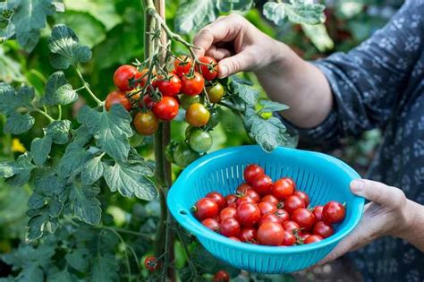 How To Grow Tomatoes Growing Tomatoes Growing Cherry Tomatoes