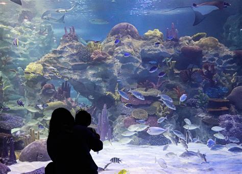 Explore Marine Life You Didnt Know Existed 5 Top Rated Aquariums In