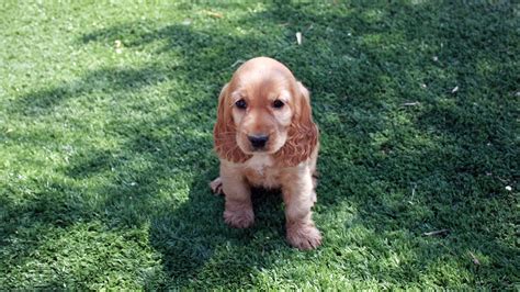 Adozioni cani e gatti, proposta di legge marcheschi e adozione gratuita di cani, gatti ed altri animali senza casa consulta gli annunci di adozione di animali: Allevamento e vendita cane Cocker Spaniel a Bari e Matera