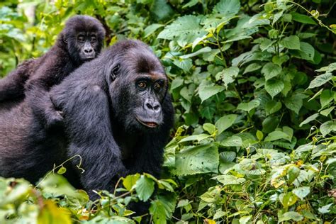 Mountain Gorillas In Africa Gorilla Trekking Gorilla Safaris And Holidays