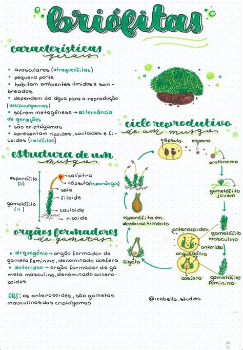 Mapas Mentais Sobre Briofitas Study Maps