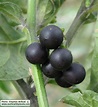 Solanum nigrum (Black Nightshade) : MaltaWildPlants.com - the online ...
