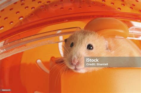 Hamster Smiling Stock Photo Download Image Now Hamster Cage