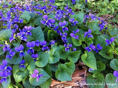 Most certainly it can because the outdoors is where violets grow naturally. I found wild violets growing in my garden. They make a ...