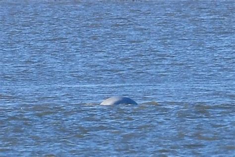 Beluga Whale In Thames Sea Mammal Swims Further Up River Towards
