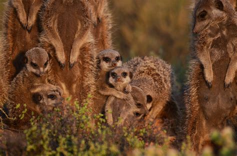 Best Time To See Meerkat Wonder At Sunrise In South Africa 2023