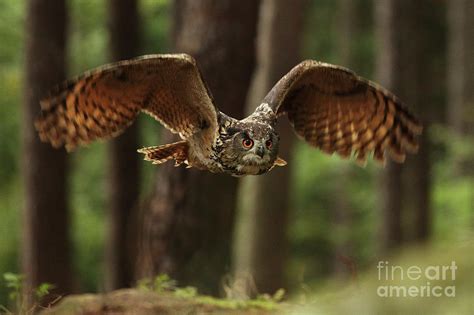 Eurasian Eagle Owl Bubo Bubo Flying Photograph By Jan Drahokoupil