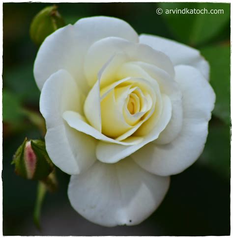 Beautiful White Rose Hd Picture