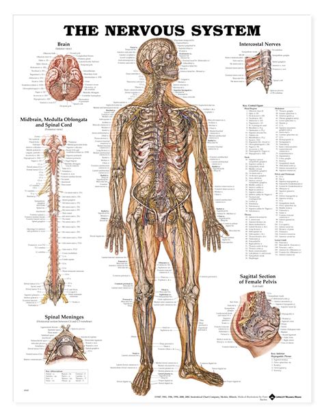 Human Nervous System Anatomical Chart Anatomy Models And Anatomical