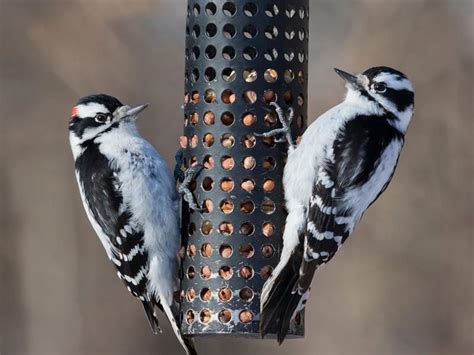 Female Downy Woodpeckers Identification Guide Male Vs Birdfact