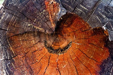 Sawn Tree Trunk Cross Section Of Pine With Cracks And Texture Stock