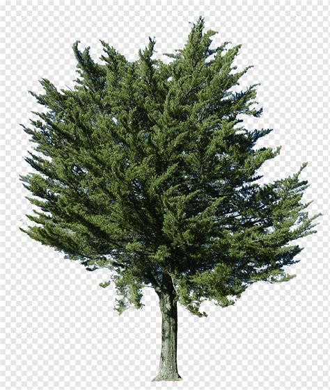 Pohon Keluarga Cemara Yew Inggris Pinus Cemara Buxus Sempervirens Cabang Evergreen Bioma