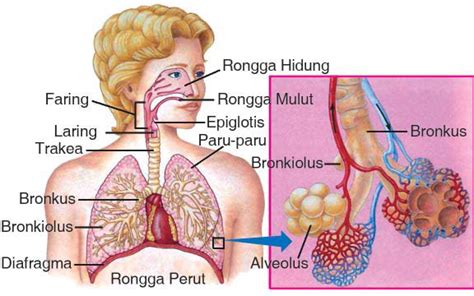 Sistem Pernapasan Manusia Tambah Pinter Biologi Kelas 11