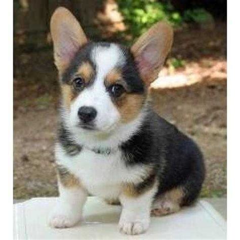 There are a lot of our dogs at every continent as we have good and dogs and we are serious breeders. Pembroke Welsh Corgi for Rehoming FOR SALE ADOPTION from ...