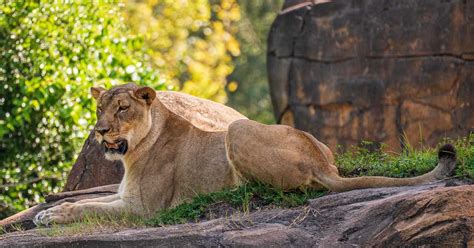 Disney's Animal Kingdom