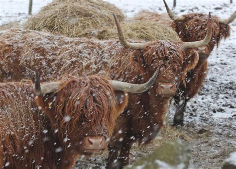 Pin By Pauline Andrew On Highland Cattle Highland Cattle Wintry