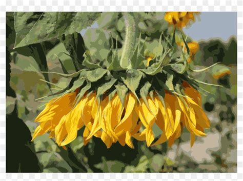 Berikutnya anda harus mengetahui kebutuhan sinar matahari terhadap tanaman hias. Common Sunflower Flower Garden Plants - Bunga Matahari ...