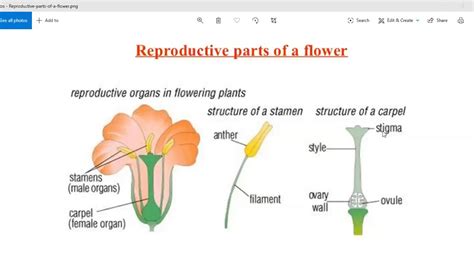 Reproductive Parts Of A Flower Youtube