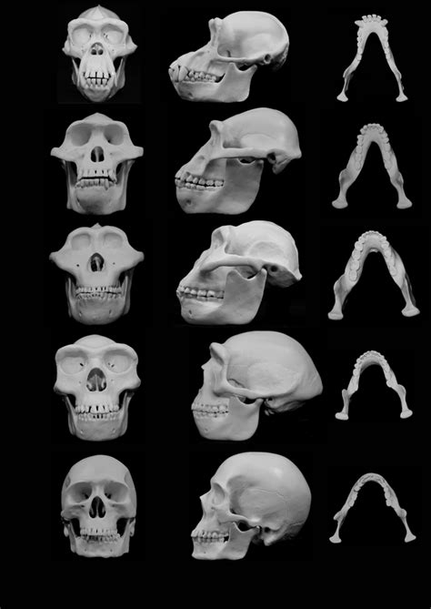 Evolution Of Human Skull