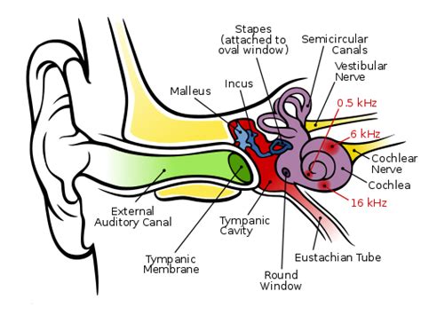 The Vestibular Disorders