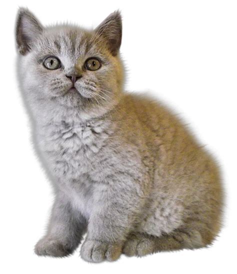 Kitten Png Transparent Kittenpng Images Pluspng