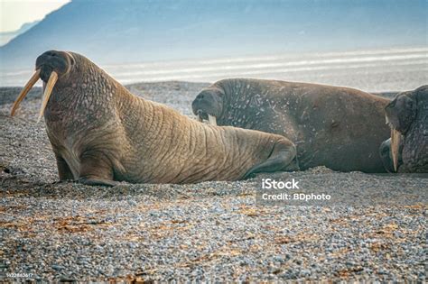 Svalbard Walrus Stock Photo Download Image Now Walrus Animal