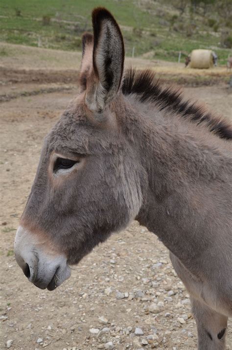 Provence Donkey Wikipedia