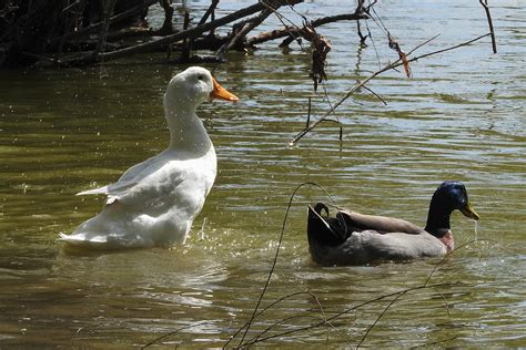 Ducks Photograph By Matthew Kramer Fine Art America