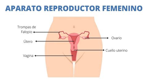 Patolog As Del Sistema Reproductor Femenino Y Diagn Stico