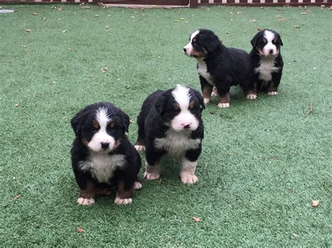 The bernese mountain dogs are the real definition of the phrase 'gentle giants'. Bernese Mountain Dog Puppies For Sale | Atlanta, GA #200345