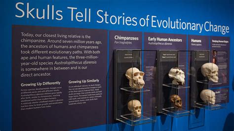 Human Origins And Evolution At The Skulls Exhibit