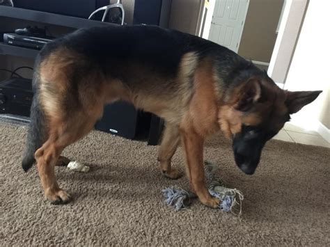 My 10 Month Old German Shepherd Is Limping Dog Breed Information