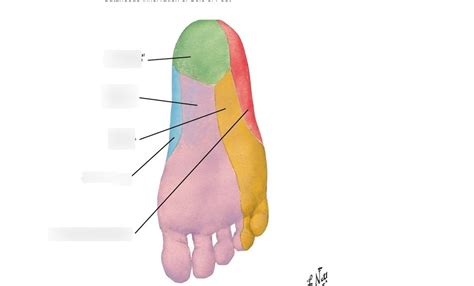 Plantar Foot Nerve Dermatome Diagram Quizlet